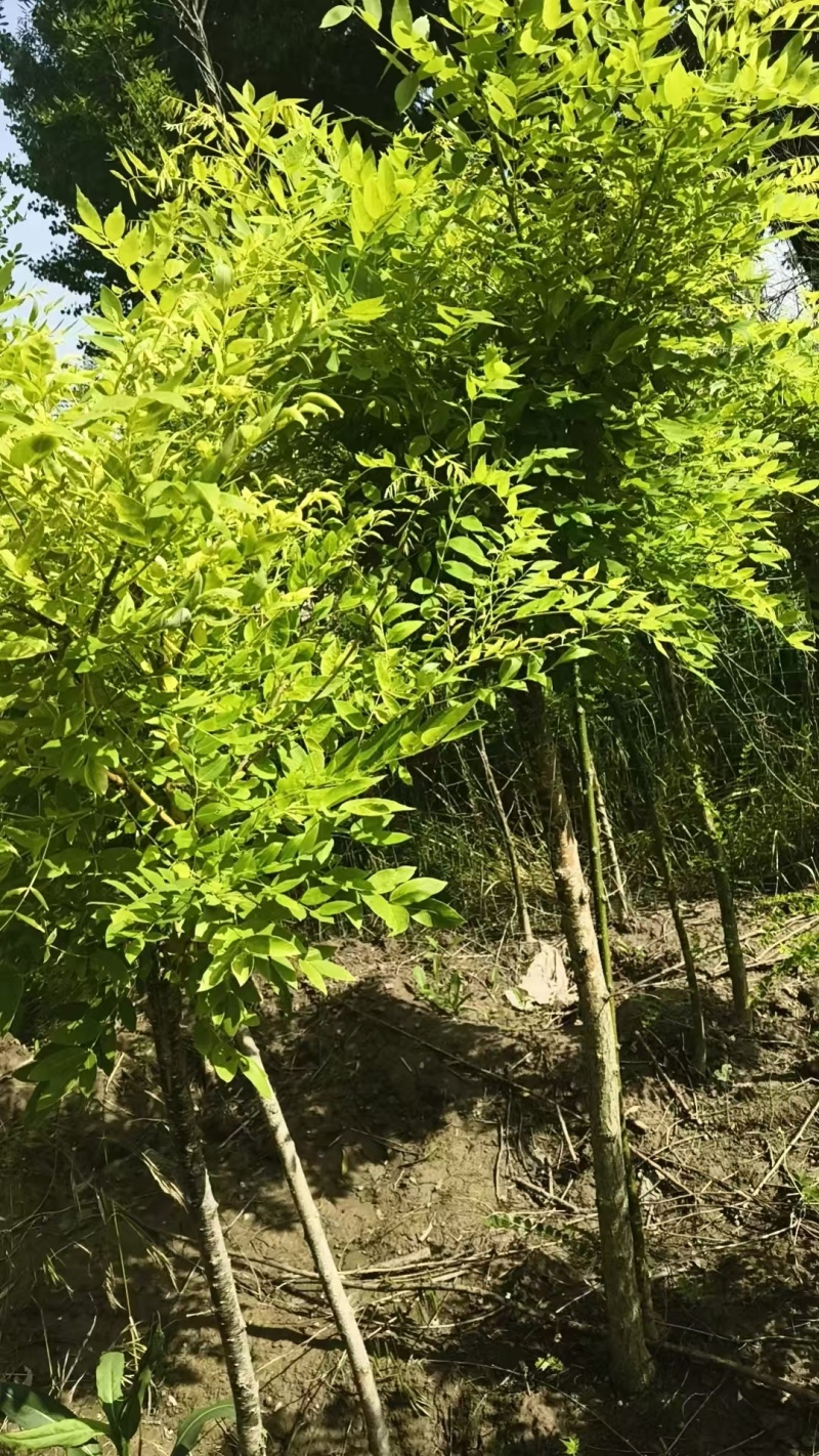 金枝槐基地大量供应矮接金槐3~8公分的大量有货欢迎咨询