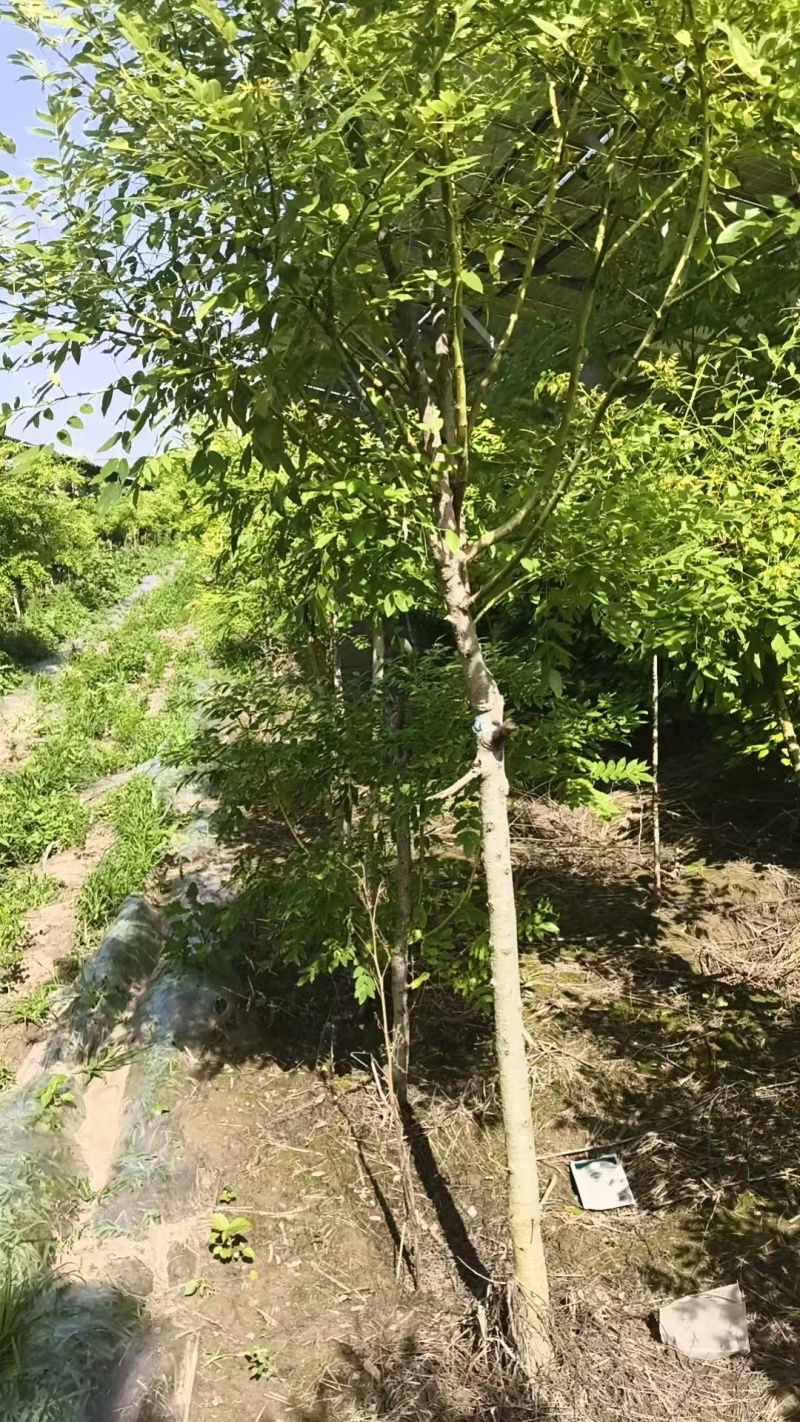 金枝槐基地大量供应矮接金槐3~8公分的大量有货欢迎咨询