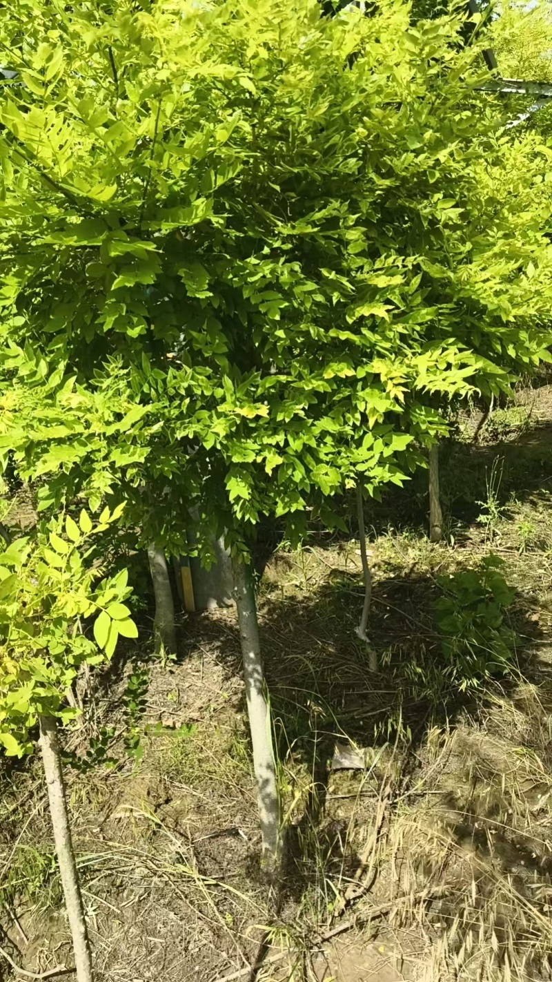 金枝槐基地大量供应矮接金槐3~8公分的大量有货欢迎咨询