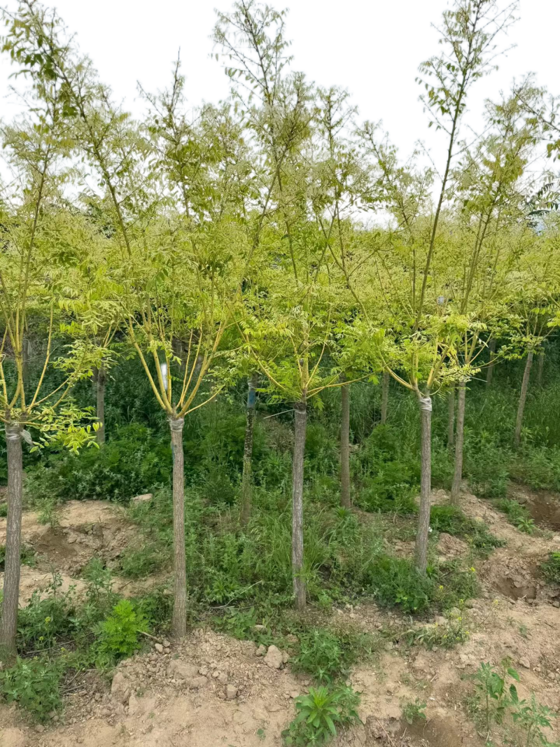 金枝槐基地大量供应矮接金槐3~8公分的大量有货欢迎咨询