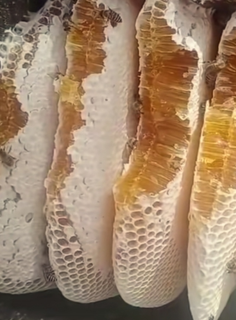 中蜂，蜂巢蜜
