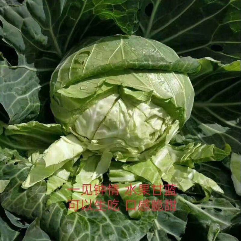 甘蓝苗【平包苗】苗场直供价格优惠移栽不缓苗成功率高