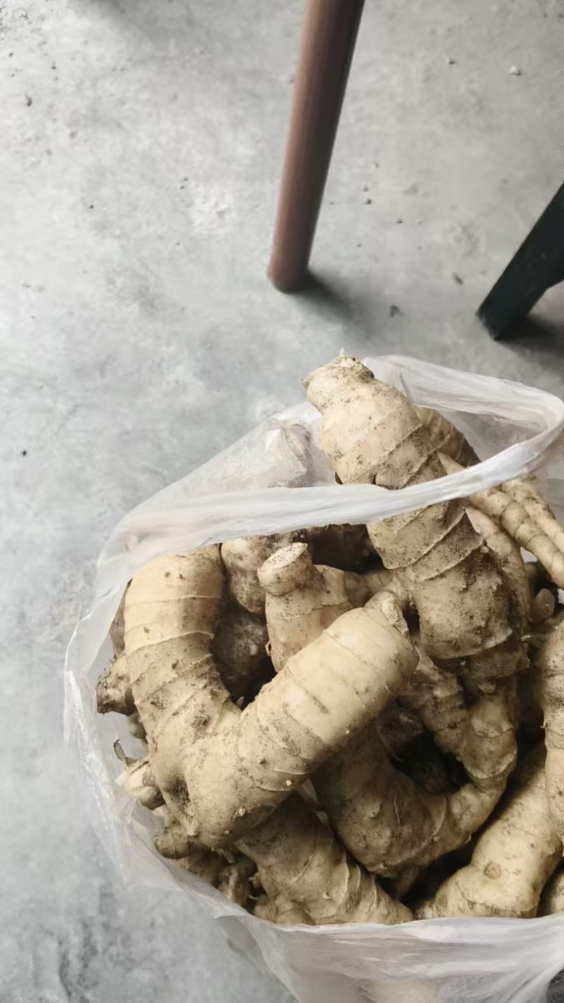河南鸡头黄精伏牛山