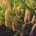 东北秋田小町圆粒珍珠米一吨起批发编普通织袋包邮！