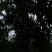 峨眉山珍珠李