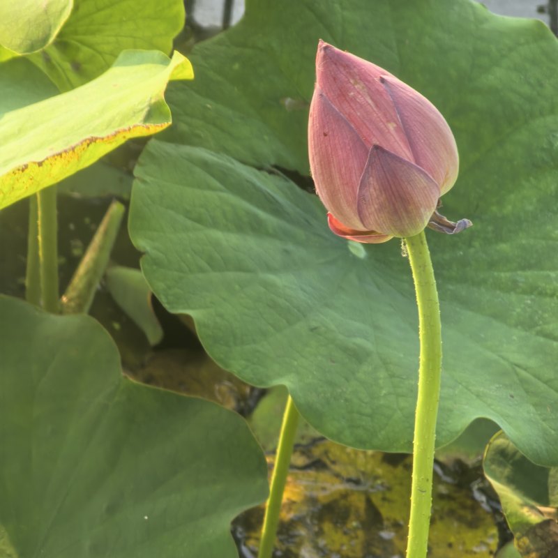 新鲜荷花苞新鲜莲蓬花束荷叶禅意荷花中式真花客厅装饰家居摆
