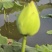 新鲜荷花苞新鲜莲蓬花束荷叶禅意荷花中式真花客厅装饰家居摆