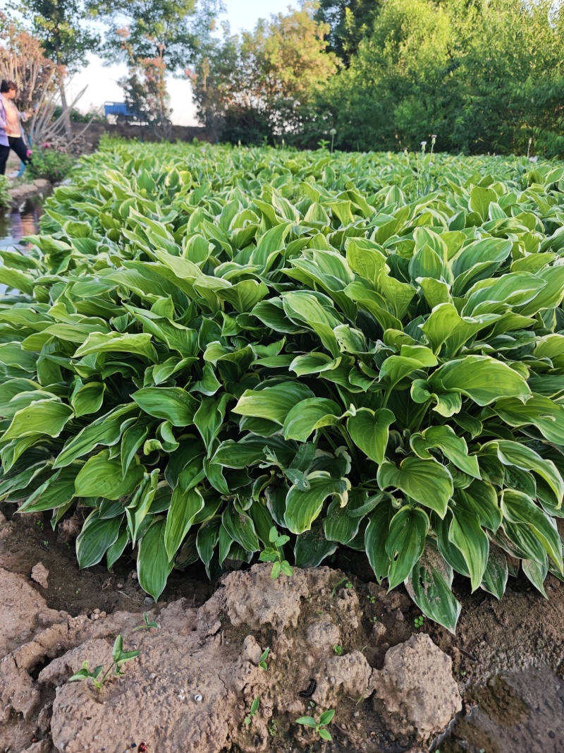金边玉簪