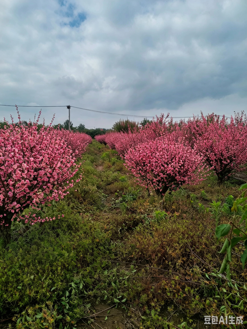 红梅预售骨里红梅宫粉