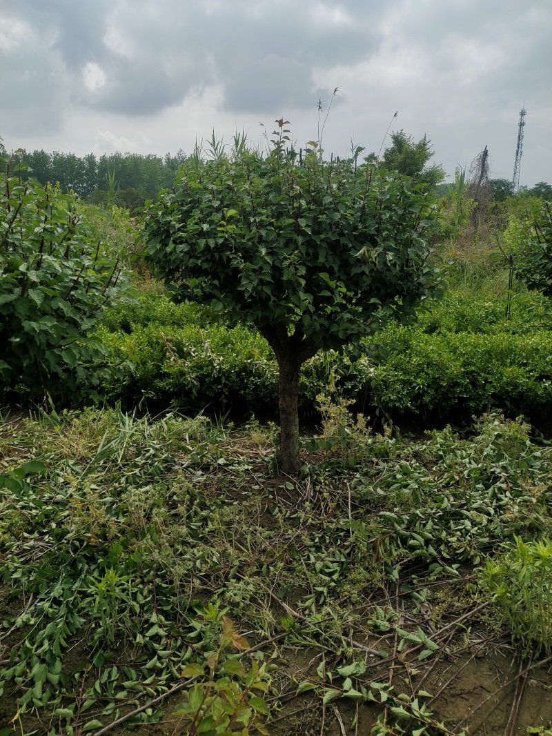 红梅预售骨里红梅宫粉