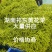 湖南祁东新鲜黄花菜产地直发大量供应批发