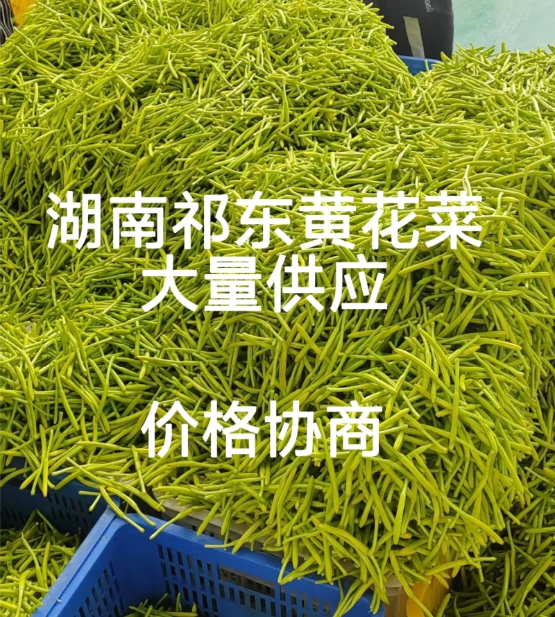 湖南祁东新鲜黄花菜产地直发大量供应批发
