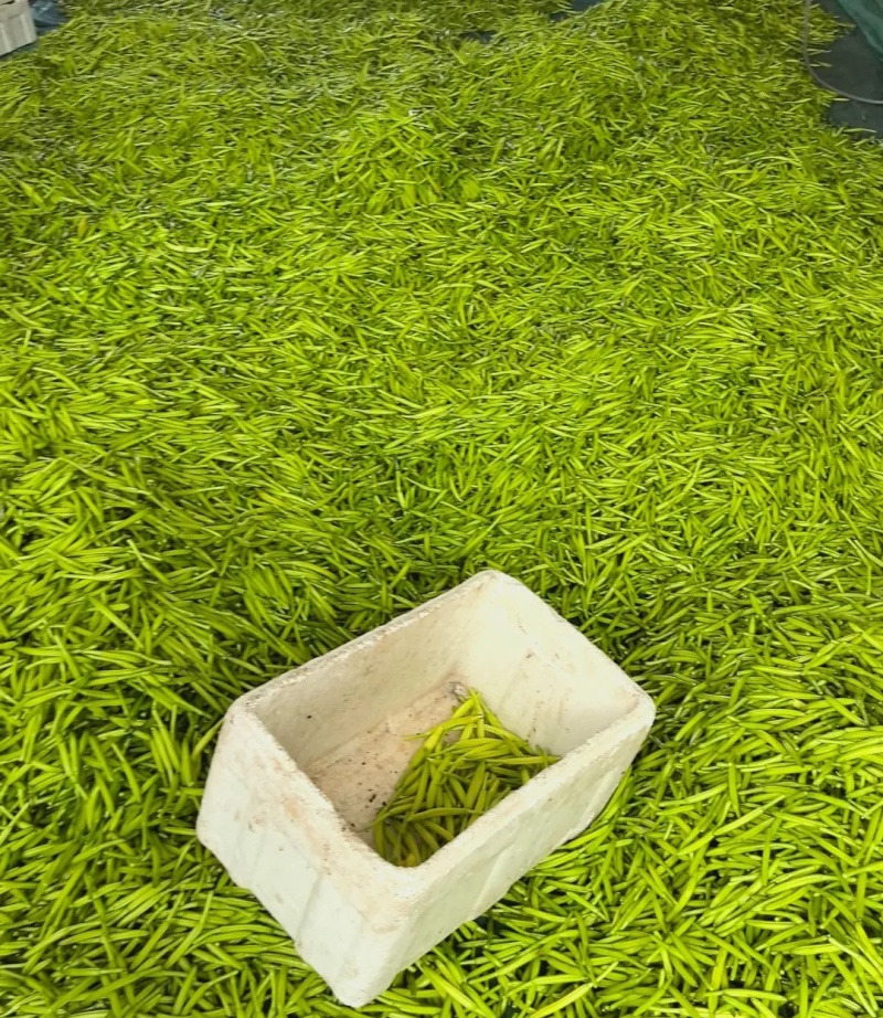 湖南祁东新鲜黄花菜产地直发大量供应批发