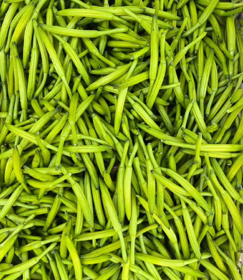 湖南祁东新鲜黄花菜产地直发大量供应批发