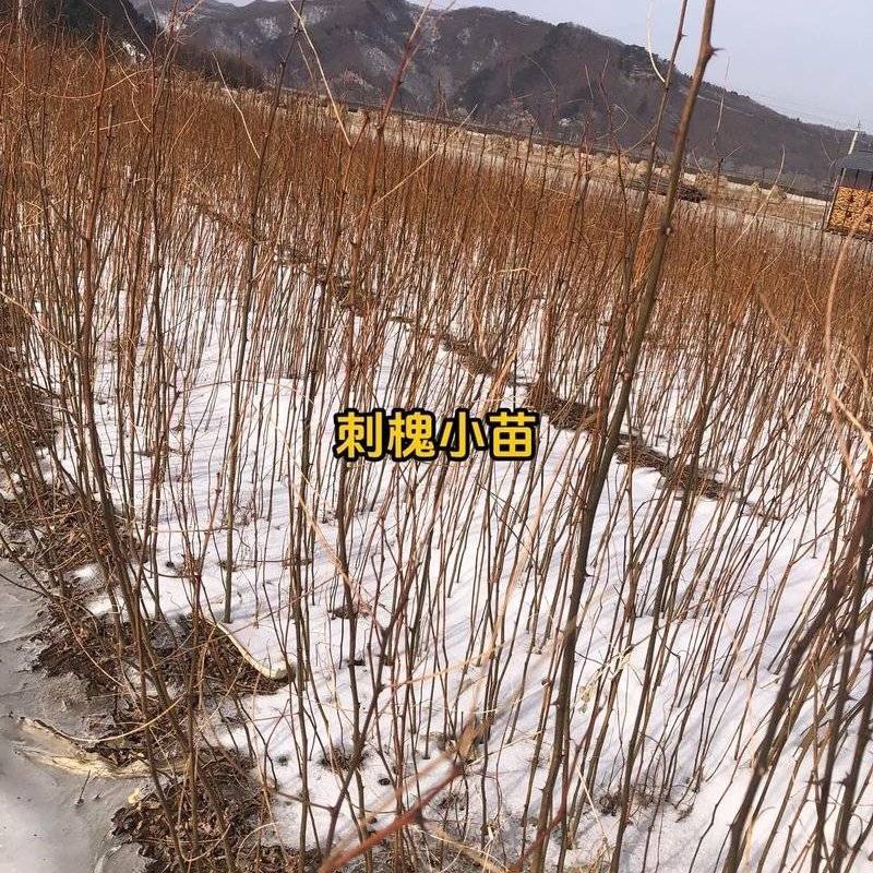 【推荐】刺槐苗现挖现发品质保证提供技术指导成活高售后无忧