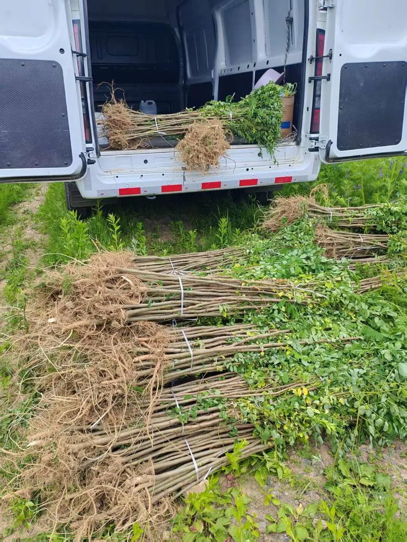 【推荐】刺槐苗现挖现发品质保证提供技术指导成活高售后无忧