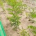 【推荐】刺槐苗现挖现发品质保证提供技术指导成活高售后无忧