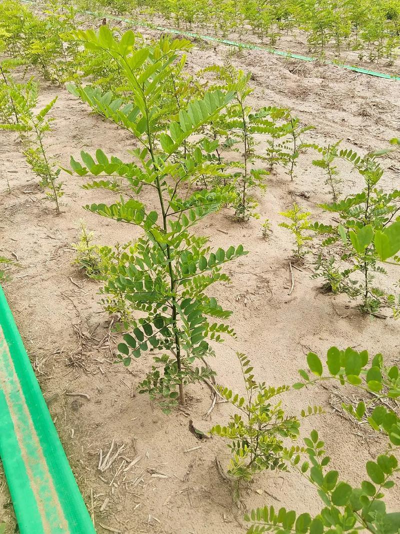 【推荐】刺槐苗现挖现发品质保证提供技术指导成活高售后无忧