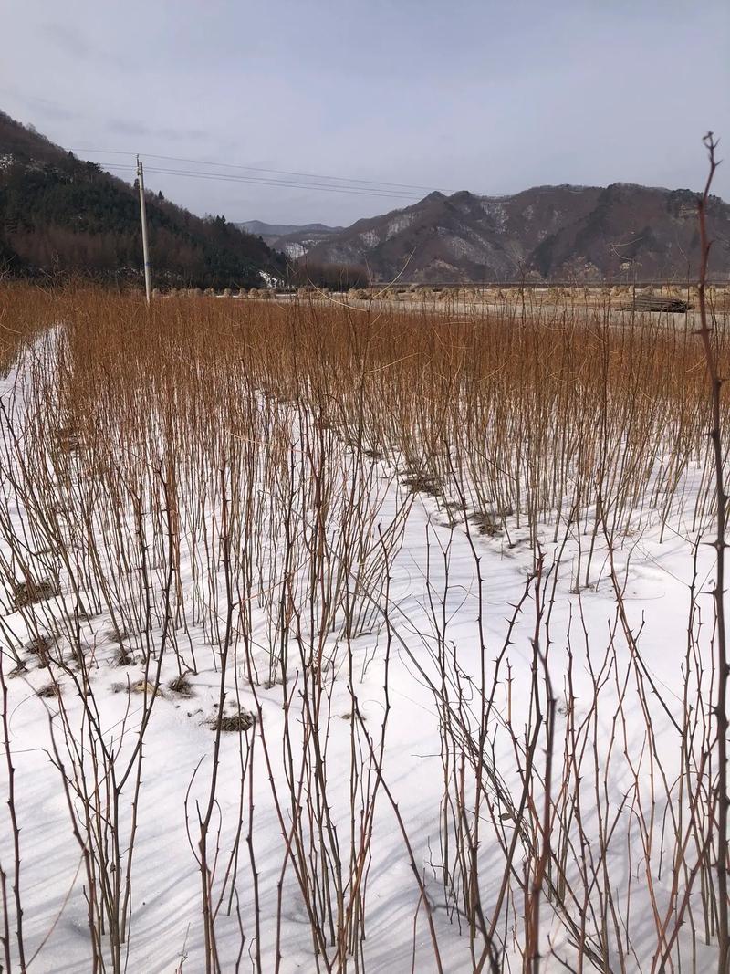 【推荐】刺槐苗现挖现发品质保证提供技术指导成活高售后无忧