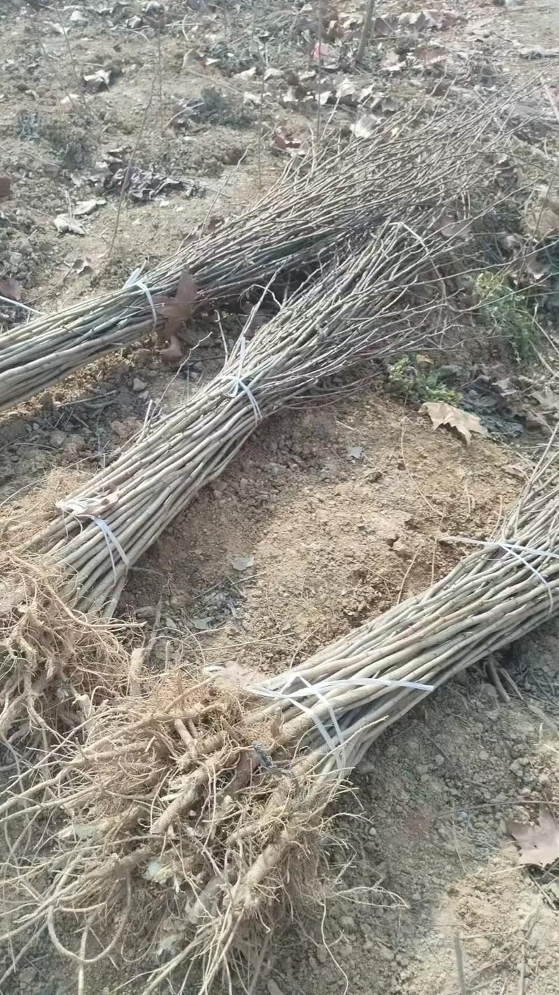 【推荐】刺槐苗现挖现发品质保证提供技术指导成活高售后无忧