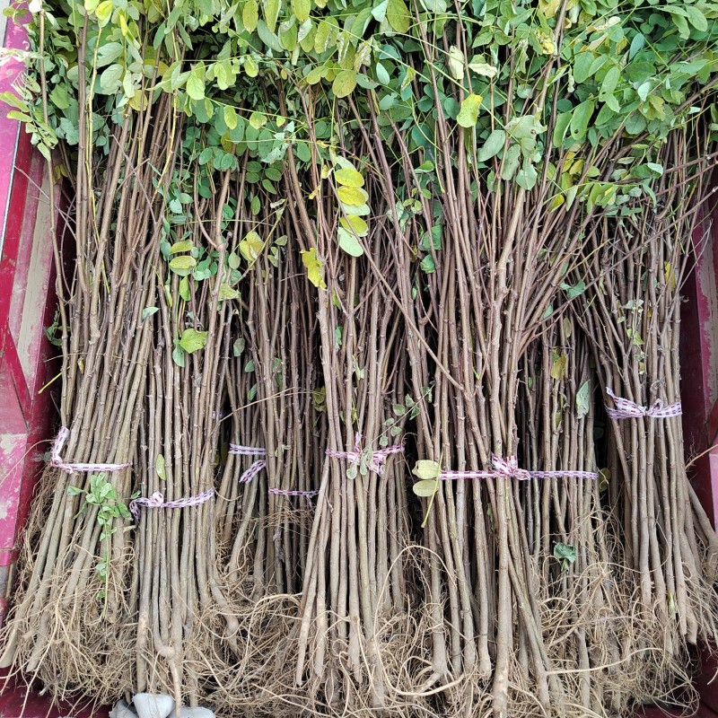 【推荐】刺槐苗现挖现发品质保证提供技术指导成活高售后无忧