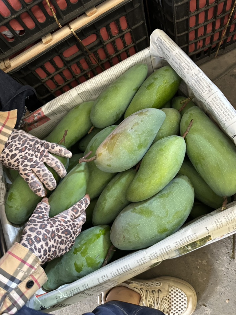 百色金煌芒支持各大商超落地配各大平台一件代发