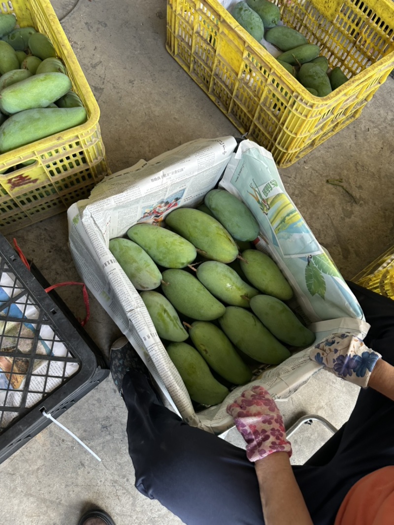 百色金煌芒支持各大商超落地配各大平台一件代发