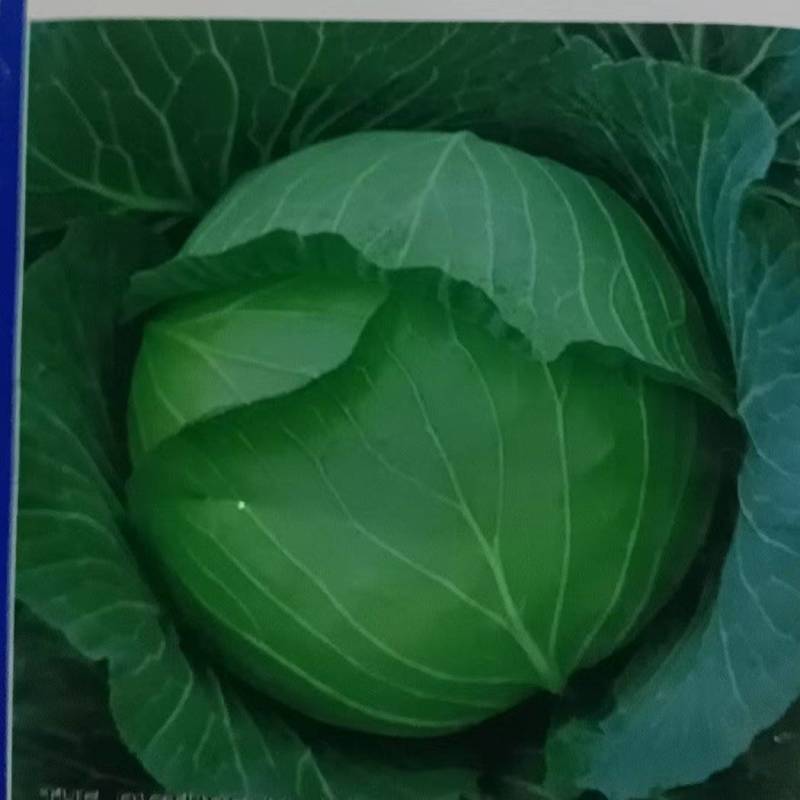 山西奥奇娜甘蓝扁包菜大头菜预售产地直供量大从优