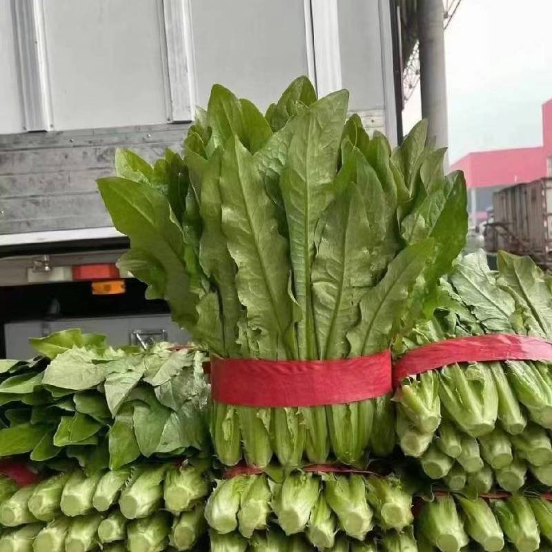 精品油麦菜，各种叶菜对接批发市场电商社区团购