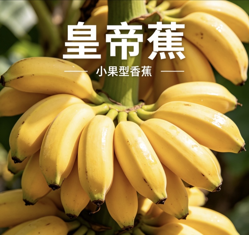 网红皇帝蕉