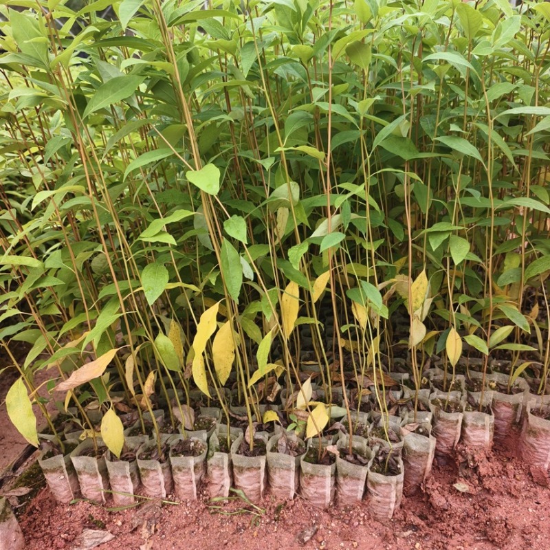 木姜子山苍子苗杯苗供应基地直发一手货源