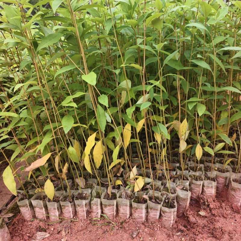 木姜子山苍子苗杯苗供应基地直发一手货源