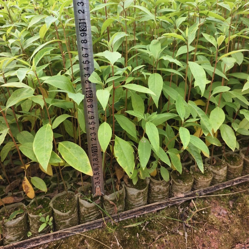 木姜子山苍子苗杯苗供应基地直发一手货源