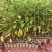 木姜子山苍子苗杯苗供应基地直发一手货源