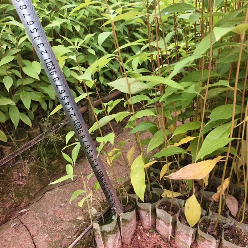 木姜子山苍子苗杯苗供应基地直发一手货源