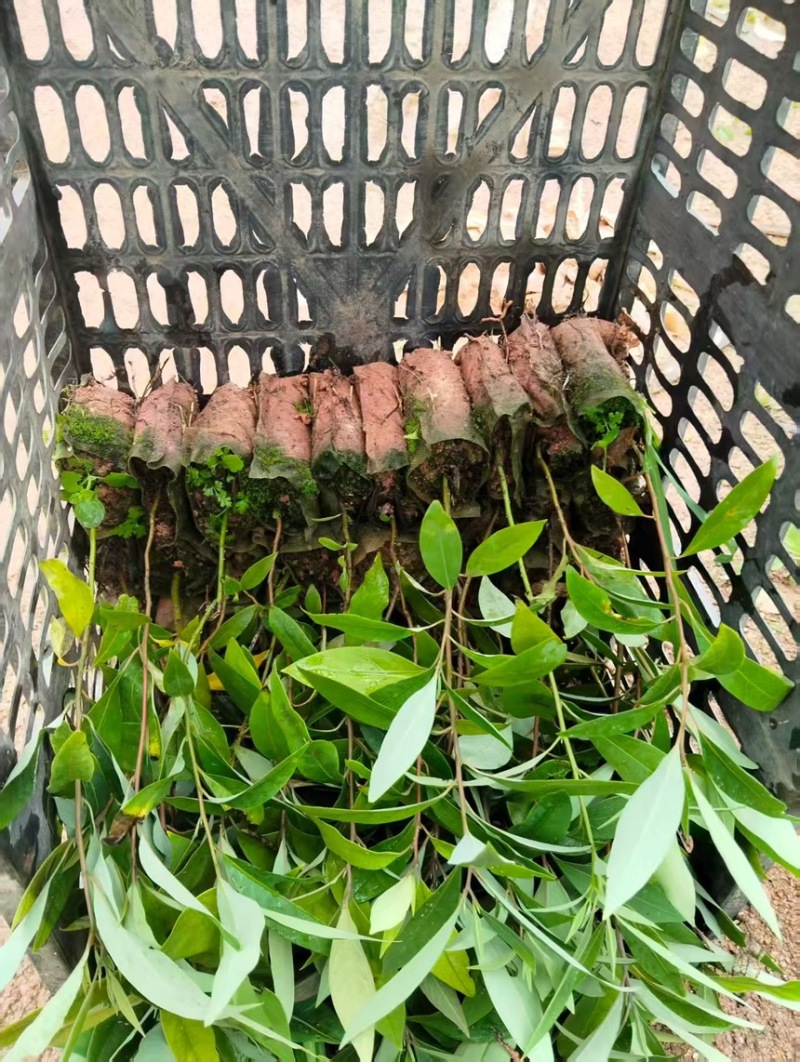 木姜子山苍子苗杯苗供应基地直发一手货源