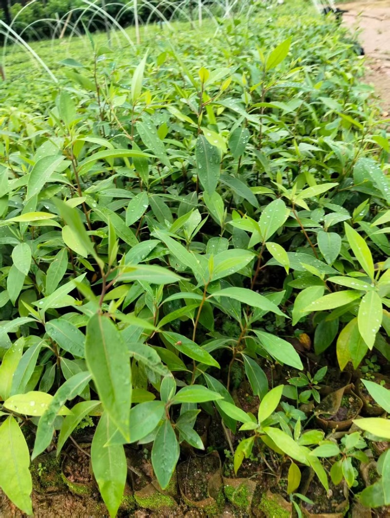 木姜子山苍子苗杯苗供应基地直发一手货源