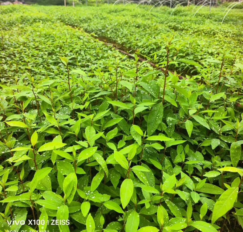 木姜子山苍子苗杯苗供应基地直发一手货源