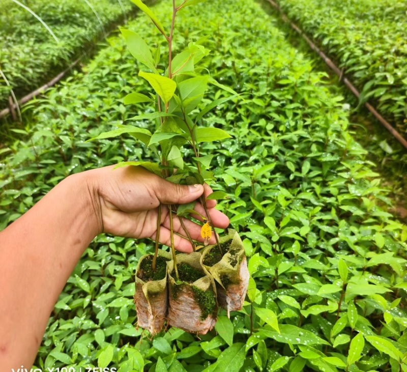 木姜子山苍子苗杯苗供应基地直发一手货源