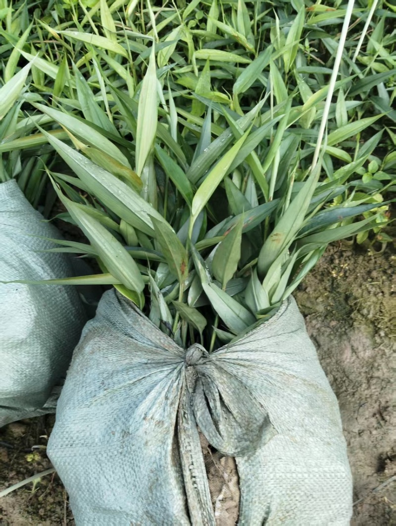 益智仁苗基地直供一手货源技术指导产地直销