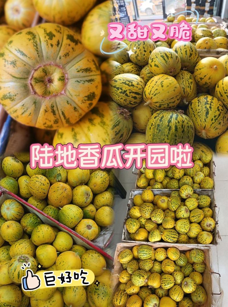 河南精品八里香甜瓜一手货源新鲜采摘现摘现对接市场档口商超