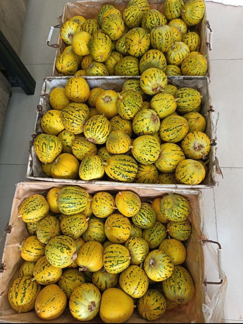 河南精品八里香甜瓜一手货源新鲜采摘现摘现对接市场档口商超
