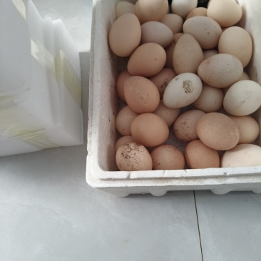 孔雀蛋可以孵化孔雀苗也可以吃孔雀种蛋