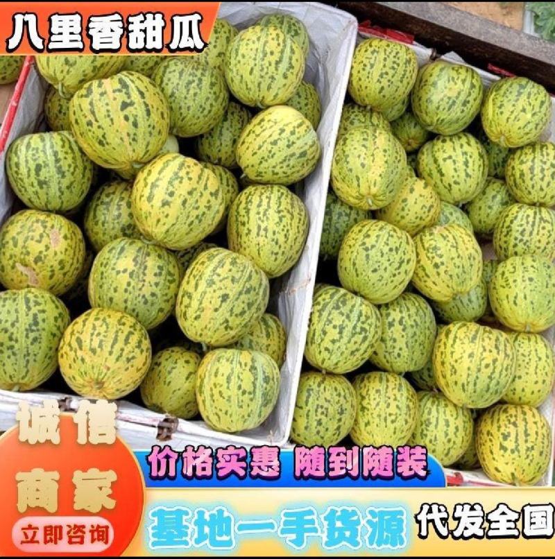 河南精品八里香甜瓜一手货源新鲜采摘现摘现对接市场档口商超