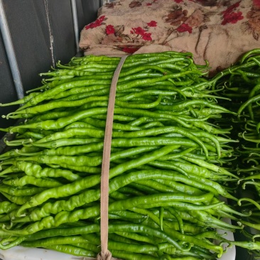 精品线椒大量上市有需要的老板联系