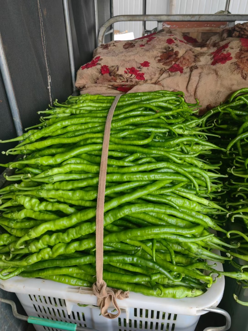 精品线椒大量上市有需要的老板联系