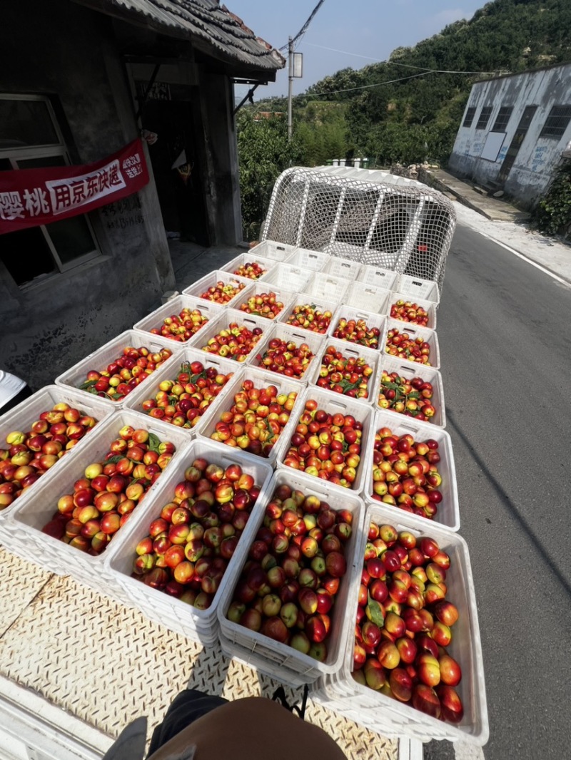 泰安曙光油桃大量上市