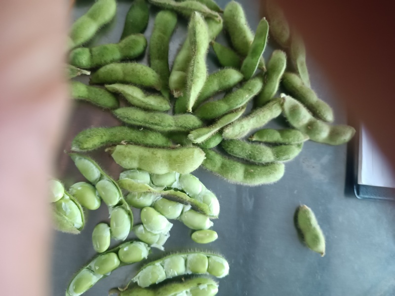 毛豆翠绿宝，绿宝石，开源8号即将上市绿色食品荚大色绿。