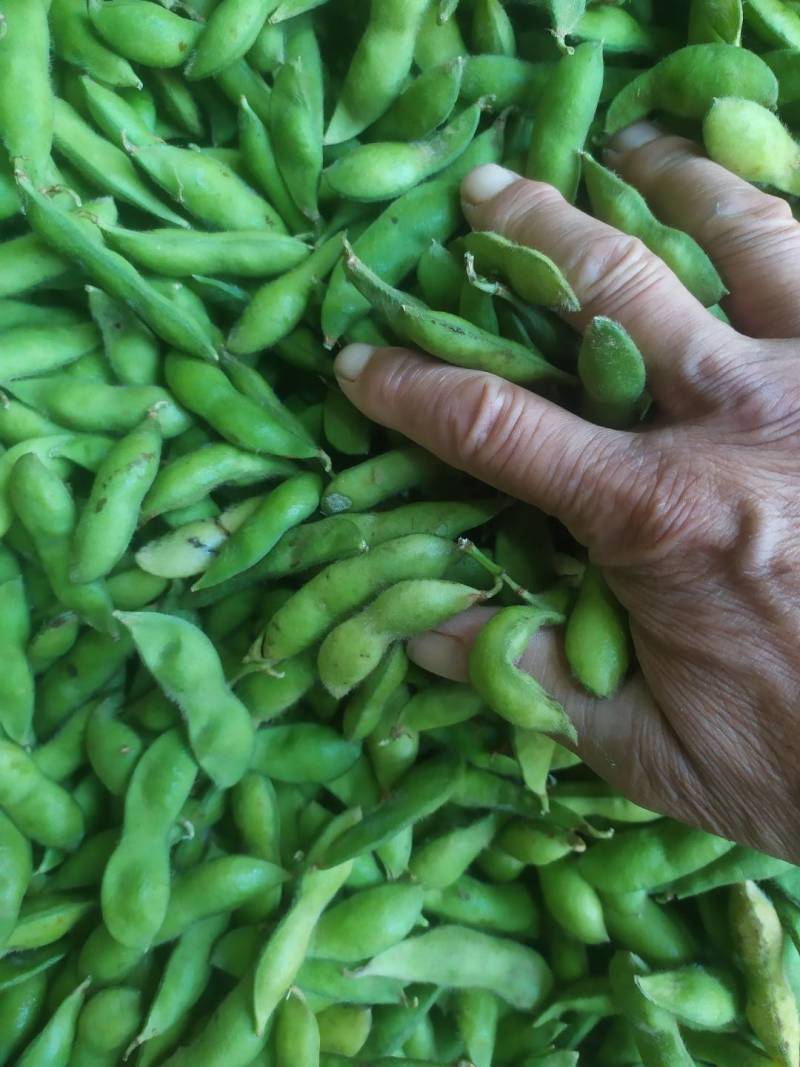 毛豆翠绿宝，绿宝石，开源8号即将上市绿色食品荚大色绿。