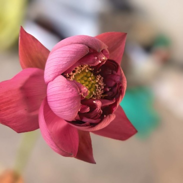 新鲜荷花带杆花苞鲜切花观赏莲蓬家用花卉供佛莲花鲜花摆